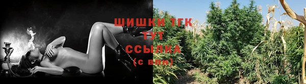 крисы Баксан