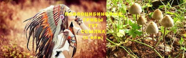 крисы Баксан